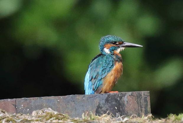 Border Counties Advertizer: A kingfisher. Picture by Michael Cole.