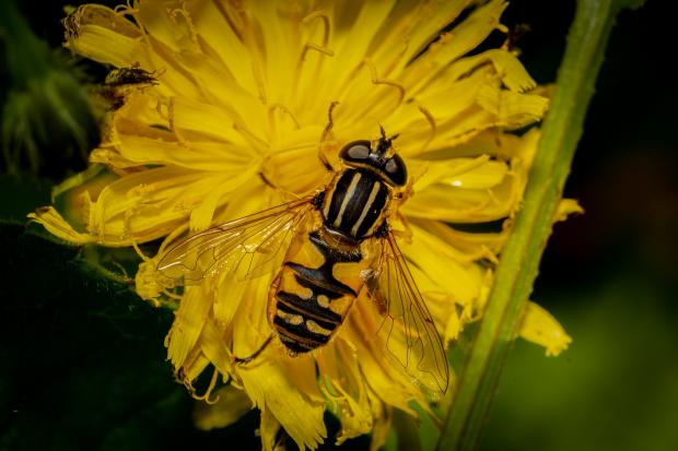 Border Counties Advertizer: This hoverfly is sometimes called 'The Footballer' due to its stripy thorax. Picture by Paul Meakin.