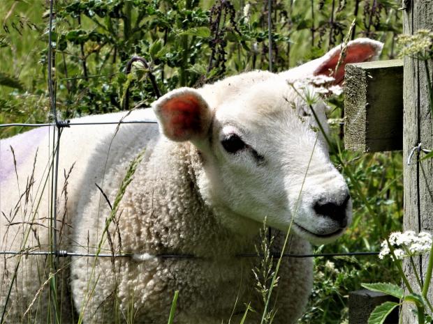 Border Counties Advertizer: A sheep in Llanforda. Picture by Julie Sheffield.