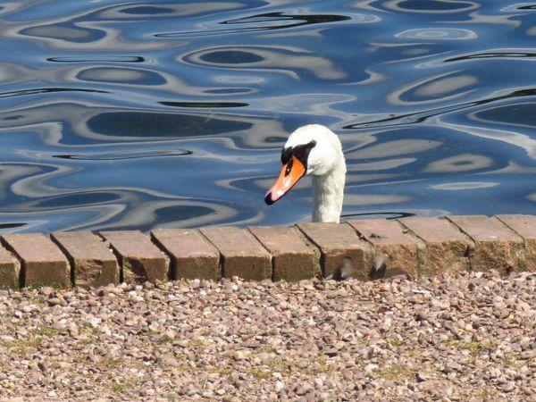 Border Counties Advertizer: A nosy swan in Ellesmere. Picture by Philip Page.