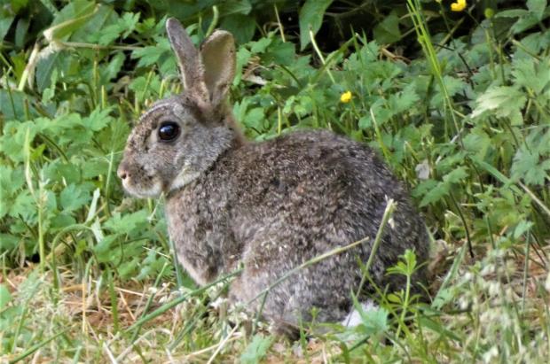 Border Counties Advertizer: A wild rabbit in Llanymynech. Picture by Mary Morgan.