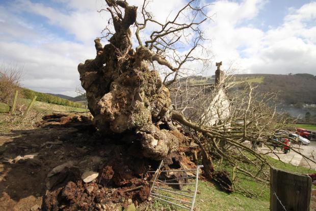 The Pontfadog oak in Chirk fell in a storm in 2013.
