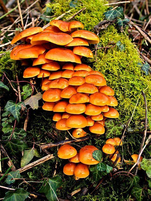 Border Counties Advertizer: Mushrooms in the woods. Picture by Michael Anthony Adams-Wade.