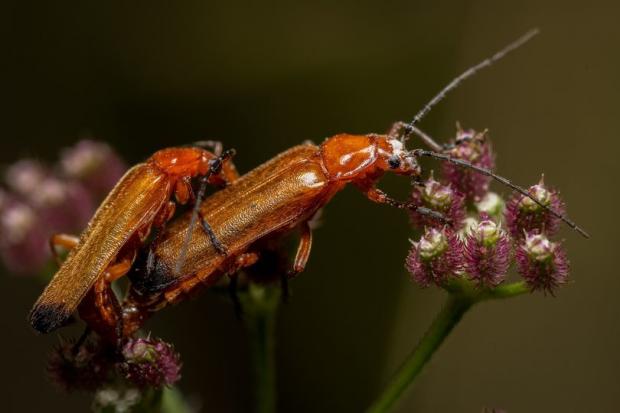 Border Counties Advertizer: Two common red soldier beetles. Picture by Paul Meakin.