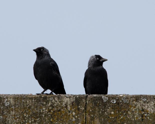 Border Counties Advertizer: A pair of jackdaws. Picture by Michael Anthony Adams-Wade.