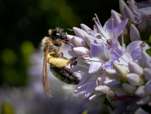 Border Counties Advertizer: A bee in the garden. Picture by John Quine.