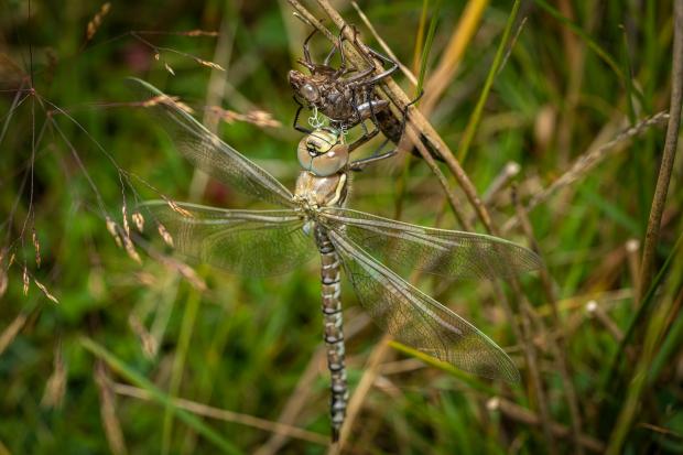 Border Counties Advertizer: Fascinating dragonfly emergence. Picture by Paul Meakin.