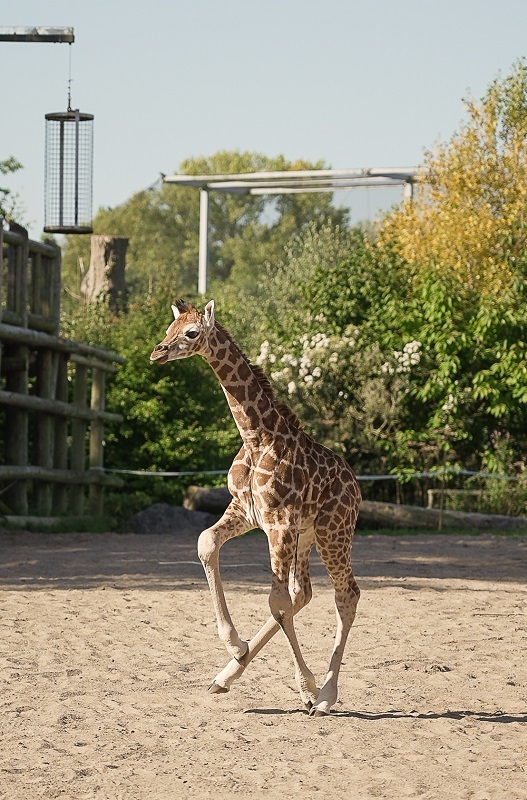 Giraffe calf Stanley has taken his first trip outdoors at Chester Zoo.