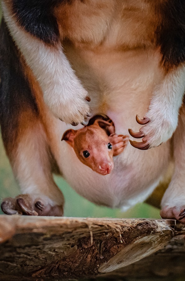 Baby joy as a rare tree kangaroo is born at Chester Zoo for the first time.