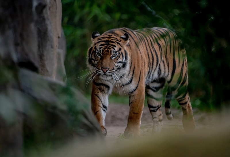 Sumatran tiger mum Kasarna has given birth to two cubs at Chester Zoo.