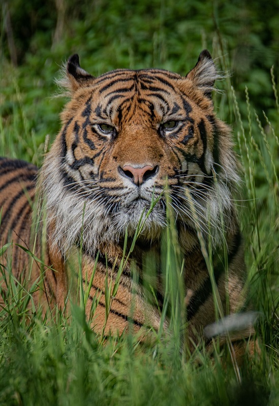 Male Sumatran tiger, Dash, has fathered two cubs at Chester Zoo after arriving last year.