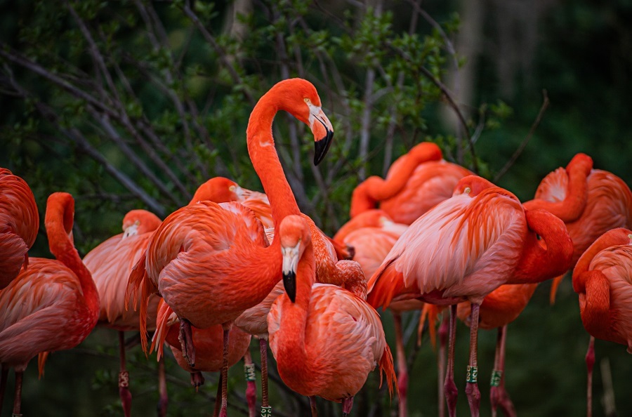 Caribbean flamingo.