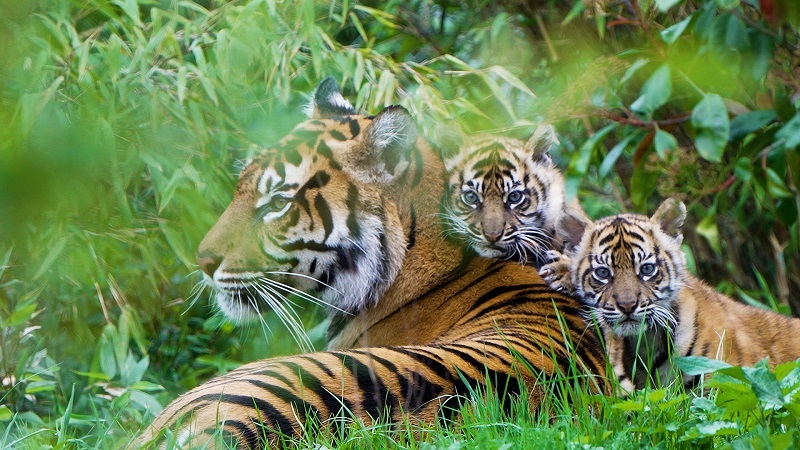 Sumatran tiger cub twins emerge from their den for the first time at Chester Zoo.