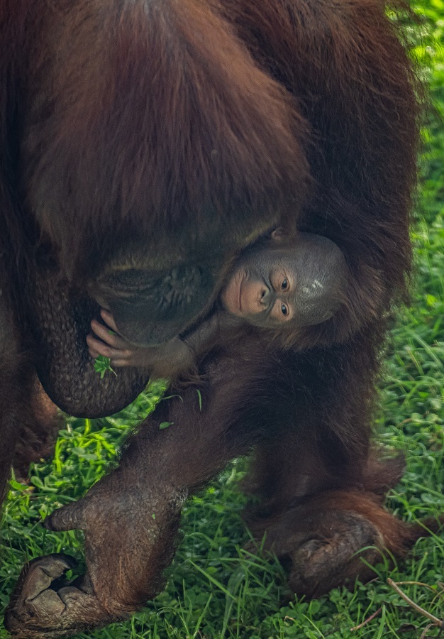 Chester Zoo has released photos of a rare newborn Bornean orangutan.