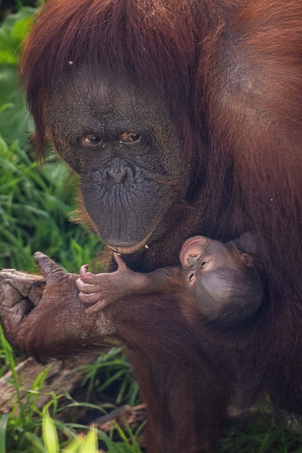 Chester Zoo has released photos of a rare newborn Bornean orangutan.