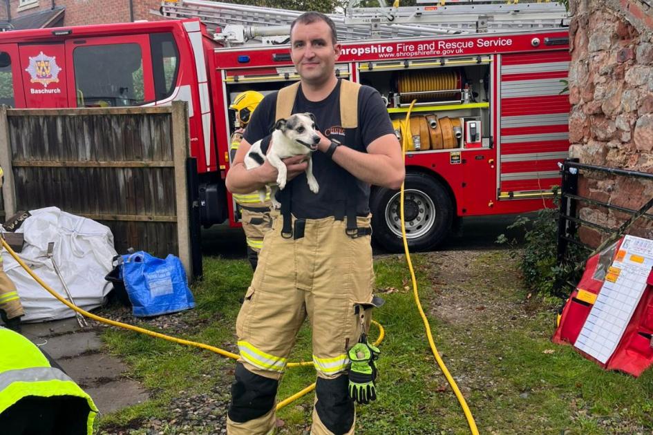 Shropshire: Firefighters save two dogs in fire in Oswestry 