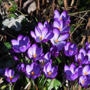 Crocuses. Picture by Mike Kielecher.
