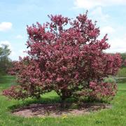 A purple prince crabapple tree. Picture by Bruce Marlin/Wikimedia.