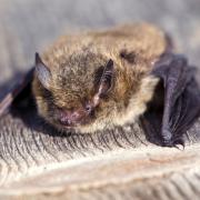 A Generic Photo of a pipistrelle bat. See PA Feature GARDENING Bats. Picture credit should read: PA Photo/thinkstockphotos. WARNING: This picture must only be used to accompany PA Feature GARDENING Bats...