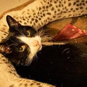 Gizmo- cat in need of a home
