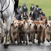 Clashes with fox hunts have seen reports of 