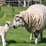 Lambs and ewe at Park Hall Farm