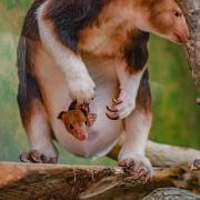 Baby joy as a rare tree kangaroo is born at Chester Zoo for the first time.