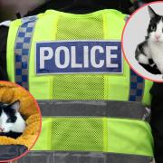 West Mercia Police makes an appeal for witnesses to come forward after cat attacks in Gobowen