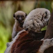 The baby Coquerel's sifaka or 'dancing lemur' clings to its mum.