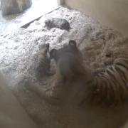 The birth of two critically endangered Sumatran tiger cubs is caught on camera at Chester Zoo.