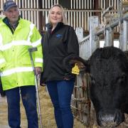 Farmer hopes to sell charity herd for £100,000