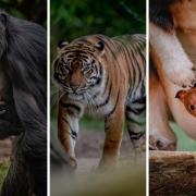 Chester Zoo has announced that mums can visit for free across Mother’s Day weekend.
