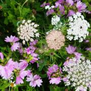 Wild flowers are the subject of the next conversation at Chirk Gardener's Club