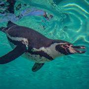 Humboldt penguin.