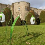 Snowdrops outside Chirk Castle.