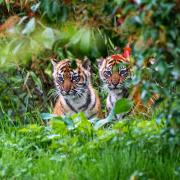 Sumatran tiger cub twins emerge from their den for the first time at Chester Zoo.