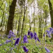 Plas Power Woods was full of bluebells for Clare Humphreys
