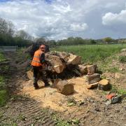 More surgery on the massive tree stump