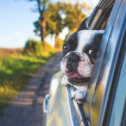 A dog leaning out of a car window (Canva)
