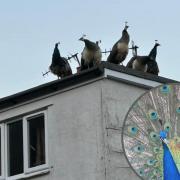 Main image of peacocks on a rooftop in Glyn Ceiriog / Inset of a male peacock in the village