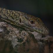 One of the baby Komodo Dragons