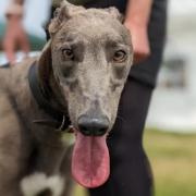 One of the many cared for Hector's Greyhound Rescue dogs.