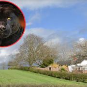 Black panther spotted near Oswestry at Aston Hall