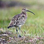 A curlew.