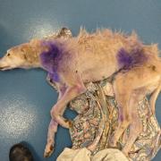 Rosie the lurcher was found abandoned on Christmas Day.