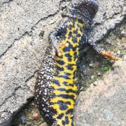 The great crested newt discovered by Rob in Ellesmere.