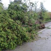 The tree is currently blocking the Maesbury road.