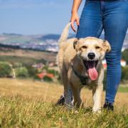 A field in Oswestry could be given over to dog walkers.
