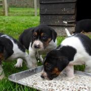 The Wynnstay Hunt are looking for people to look after their new puppies