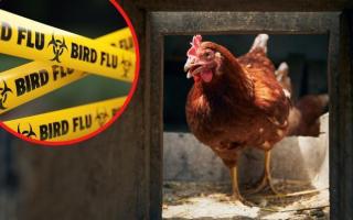 Bird flu cases were found in Powys.